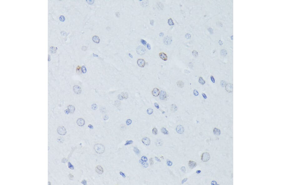 Immunohistochemistry - Anti-Lamin B1 Antibody (A13985) - Antibodies.com