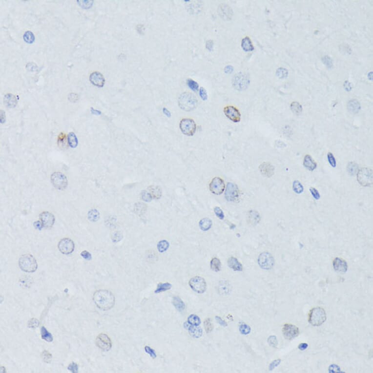 Immunohistochemistry - Anti-Lamin B1 Antibody (A13985) - Antibodies.com