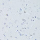 Immunohistochemistry - Anti-Lamin B1 Antibody (A13985) - Antibodies.com