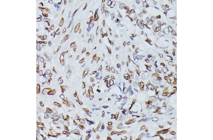 Immunohistochemistry - Anti-Lamin B1 Antibody (A13985) - Antibodies.com