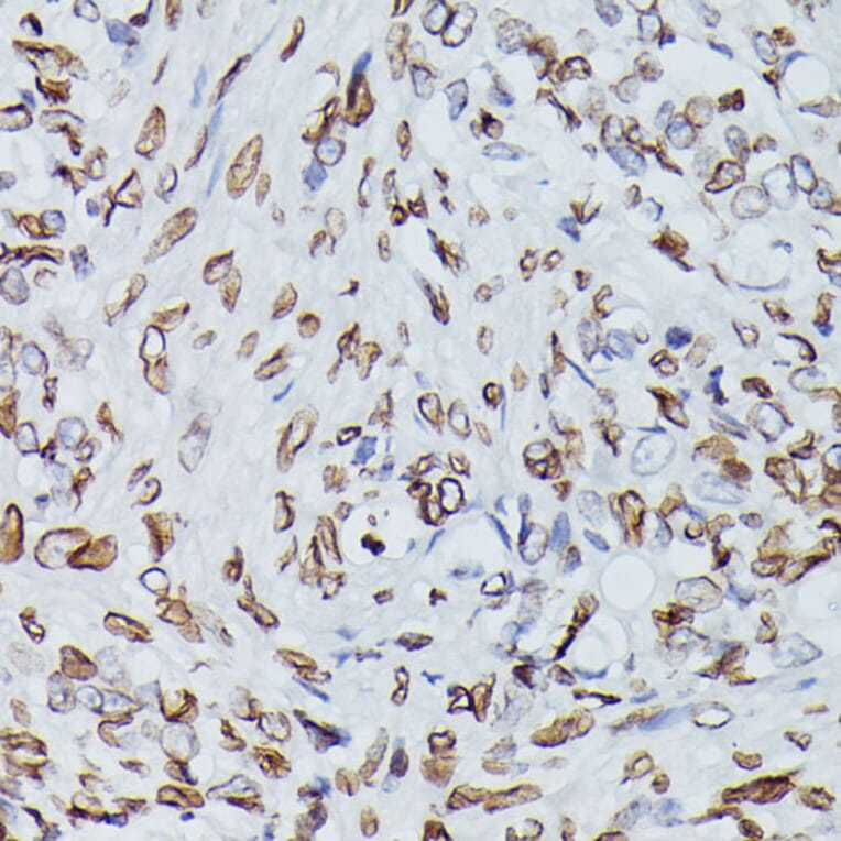 Immunohistochemistry - Anti-Lamin B1 Antibody (A13985) - Antibodies.com