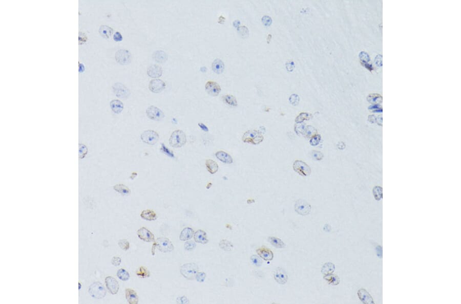 Immunohistochemistry - Anti-Lamin B1 Antibody (A13985) - Antibodies.com