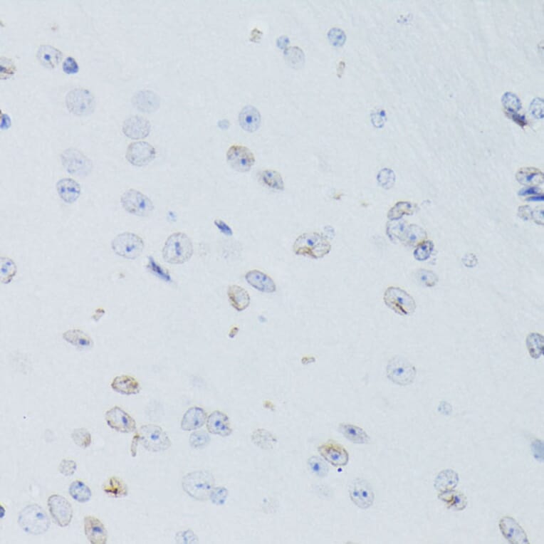 Immunohistochemistry - Anti-Lamin B1 Antibody (A13985) - Antibodies.com