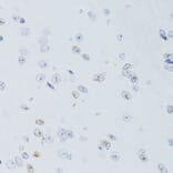 Immunohistochemistry - Anti-Lamin B1 Antibody (A13985) - Antibodies.com
