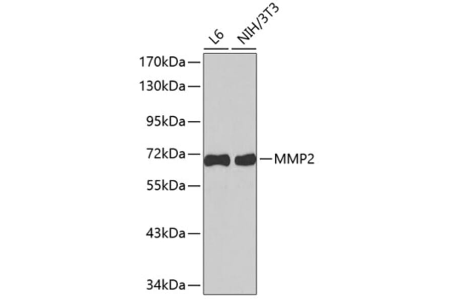 Western Blot - Anti-MMP2 Antibody (A2454) - Antibodies.com