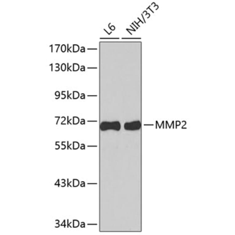 Western Blot - Anti-MMP2 Antibody (A2454) - Antibodies.com