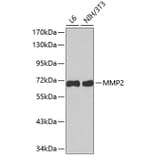 Western Blot - Anti-MMP2 Antibody (A2454) - Antibodies.com