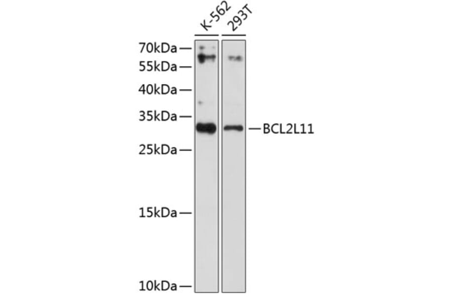 Western Blot - Anti-BCL2L11 Antibody (A2469) - Antibodies.com