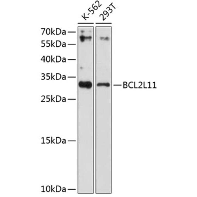 Western Blot - Anti-BCL2L11 Antibody (A2469) - Antibodies.com