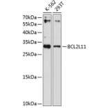 Western Blot - Anti-BCL2L11 Antibody (A2469) - Antibodies.com