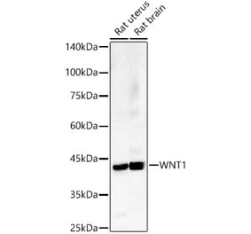 Western Blot - Anti-Wnt1 Antibody (A13992) - Antibodies.com