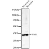 Western Blot - Anti-Wnt1 Antibody (A13992) - Antibodies.com