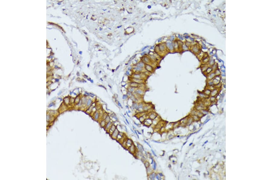 Immunohistochemistry - Anti-Wnt1 Antibody (A13992) - Antibodies.com