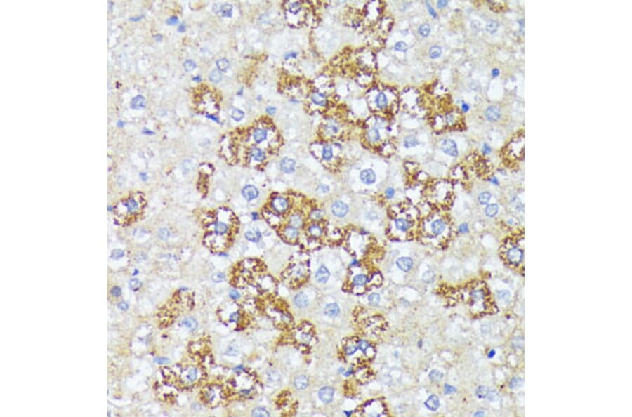 Immunohistochemistry - Anti-Wnt1 Antibody (A13992) - Antibodies.com