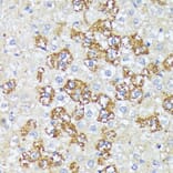 Immunohistochemistry - Anti-Wnt1 Antibody (A13992) - Antibodies.com