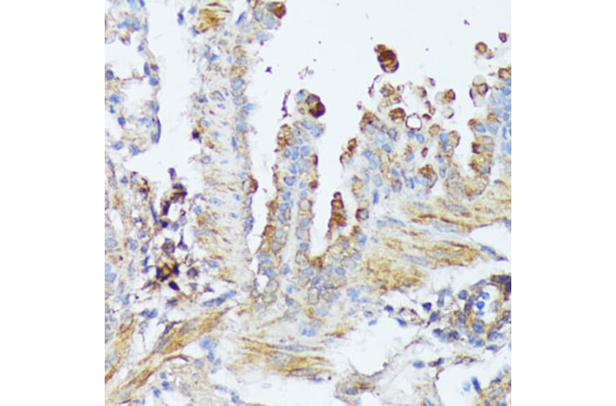 Immunohistochemistry - Anti-Wnt1 Antibody (A13992) - Antibodies.com