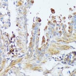 Immunohistochemistry - Anti-Wnt1 Antibody (A13992) - Antibodies.com