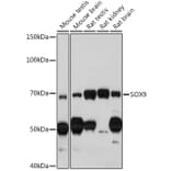 Western Blot - Anti-SOX9 Antibody (A13994) - Antibodies.com