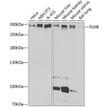 Western Blot - Anti-Filamin B Antibody (A13995) - Antibodies.com