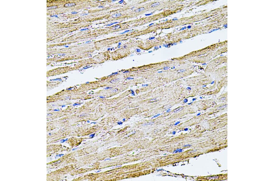 Immunohistochemistry - Anti-Filamin B Antibody (A13995) - Antibodies.com