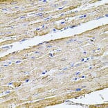 Immunohistochemistry - Anti-Filamin B Antibody (A13995) - Antibodies.com