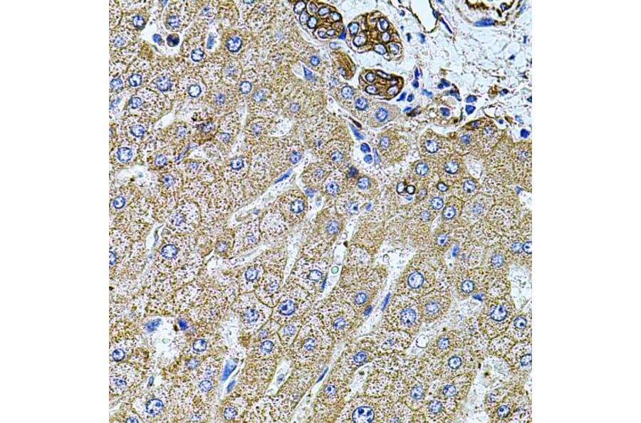 Immunohistochemistry - Anti-Filamin B Antibody (A13995) - Antibodies.com