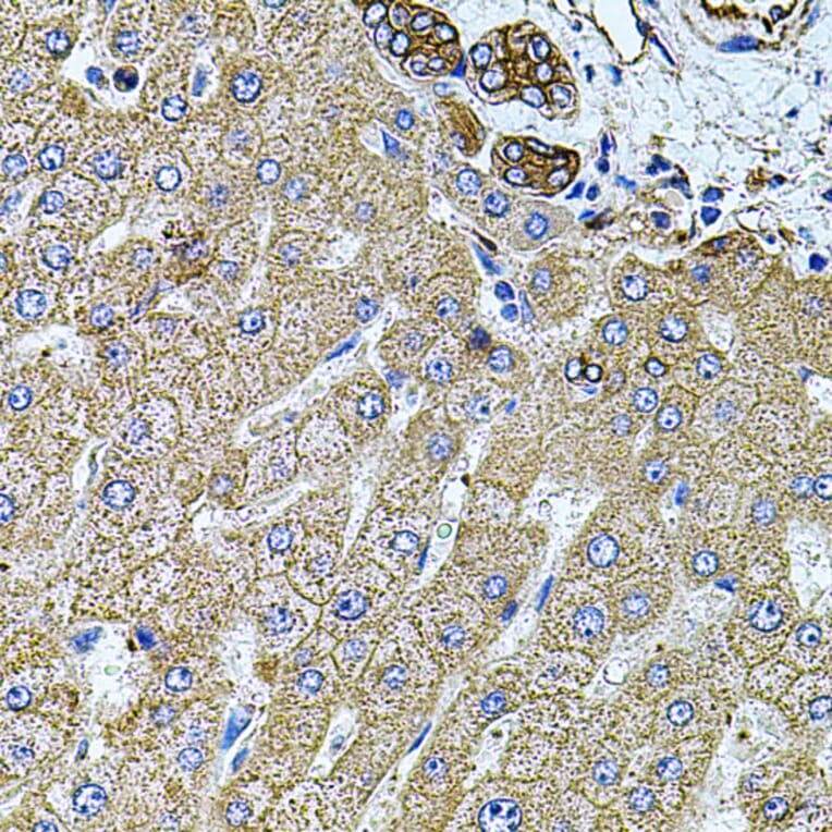 Immunohistochemistry - Anti-Filamin B Antibody (A13995) - Antibodies.com