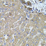 Immunohistochemistry - Anti-Filamin B Antibody (A13995) - Antibodies.com