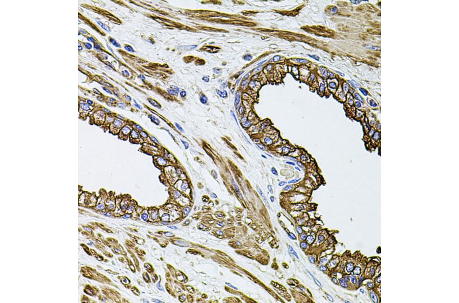Immunohistochemistry - Anti-Filamin B Antibody (A13995) - Antibodies.com