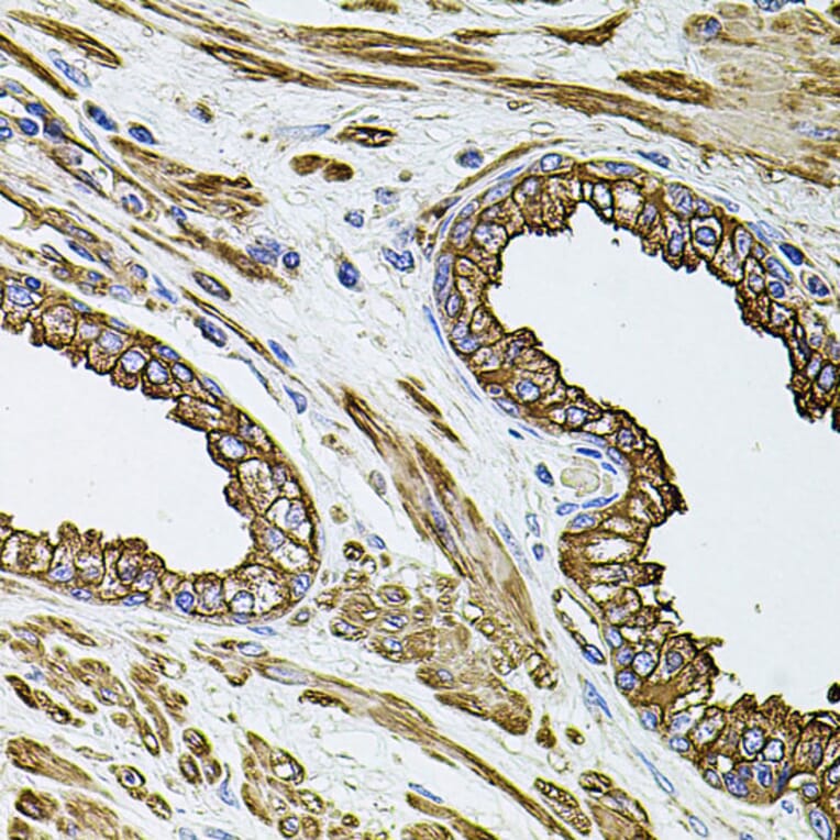 Immunohistochemistry - Anti-Filamin B Antibody (A13995) - Antibodies.com