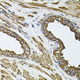 Immunohistochemistry - Anti-Filamin B Antibody (A13995) - Antibodies.com