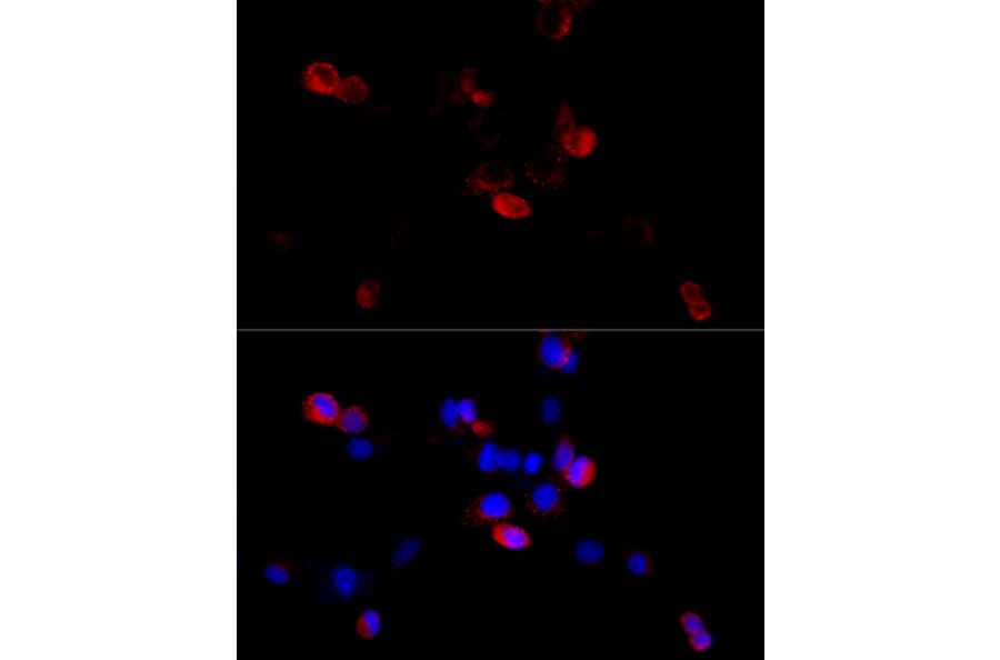 Immunofluorescence - Anti-Filamin B Antibody (A13995) - Antibodies.com