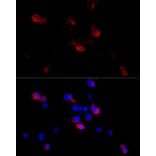 Immunofluorescence - Anti-Filamin B Antibody (A13995) - Antibodies.com