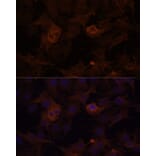 Immunofluorescence - Anti-Filamin B Antibody (A13995) - Antibodies.com