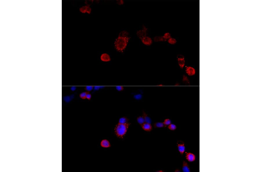 Immunofluorescence - Anti-Filamin B Antibody (A13995) - Antibodies.com
