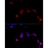 Immunofluorescence - Anti-Filamin B Antibody (A13995) - Antibodies.com