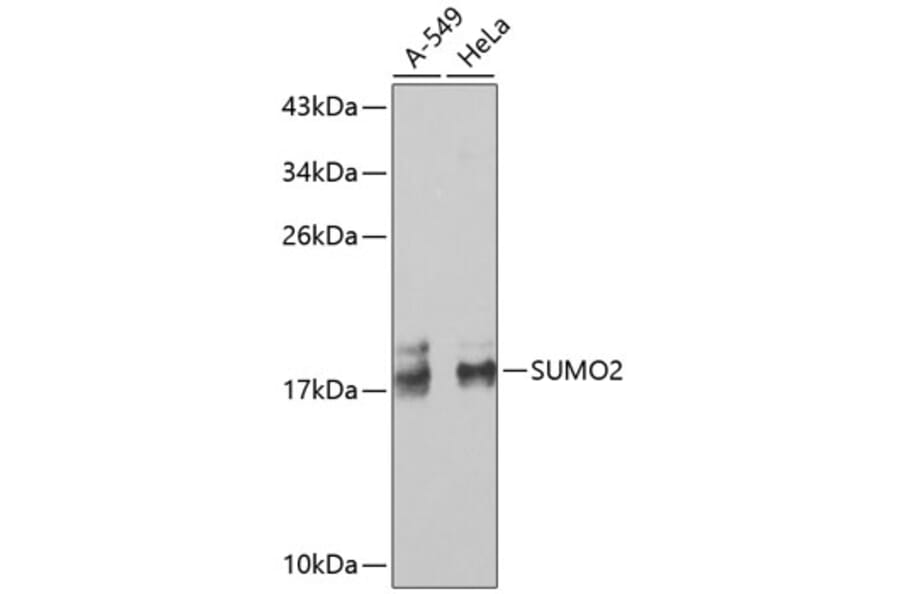 Western Blot - Anti-SUMO2 Antibody (A2486) - Antibodies.com