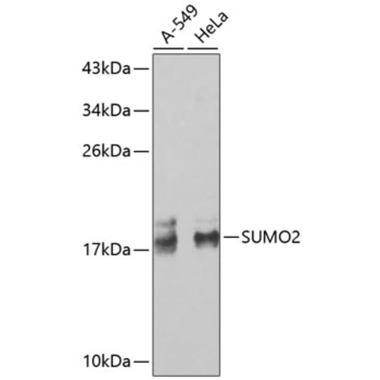 Western Blot - Anti-SUMO2 Antibody (A2486) - Antibodies.com