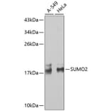Western Blot - Anti-SUMO2 Antibody (A2486) - Antibodies.com