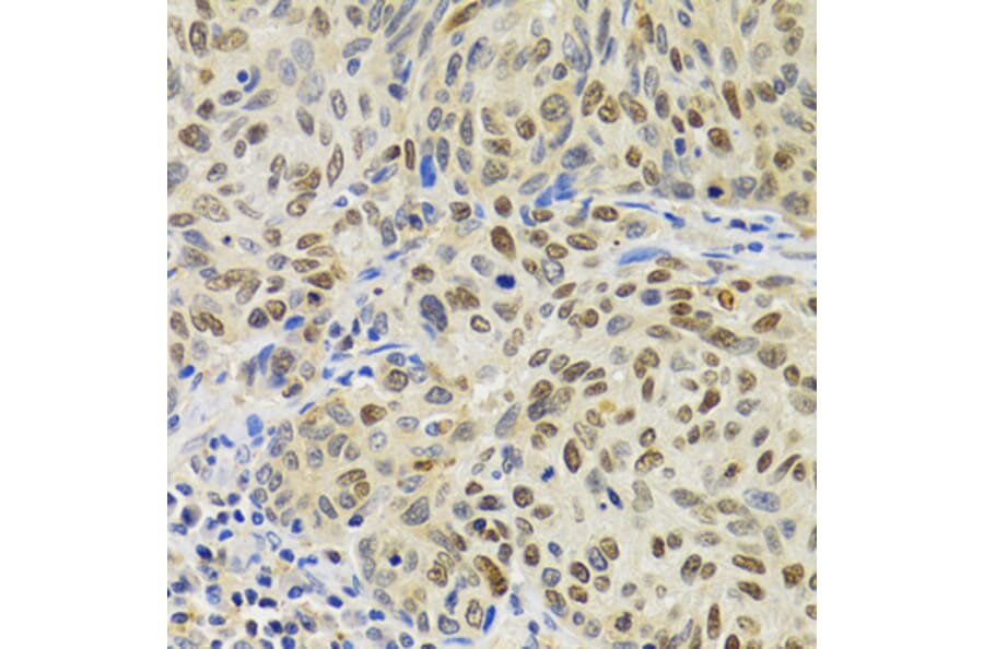 Immunohistochemistry - Anti-SUMO2 Antibody (A2486) - Antibodies.com