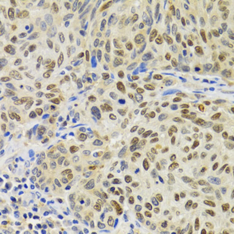 Immunohistochemistry - Anti-SUMO2 Antibody (A2486) - Antibodies.com