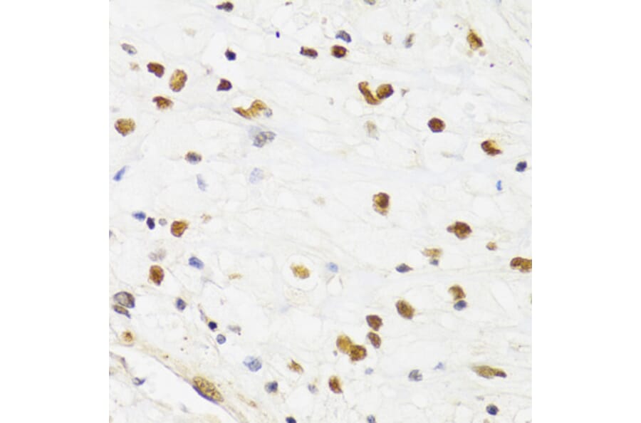 Immunohistochemistry - Anti-SUMO2 Antibody (A2486) - Antibodies.com