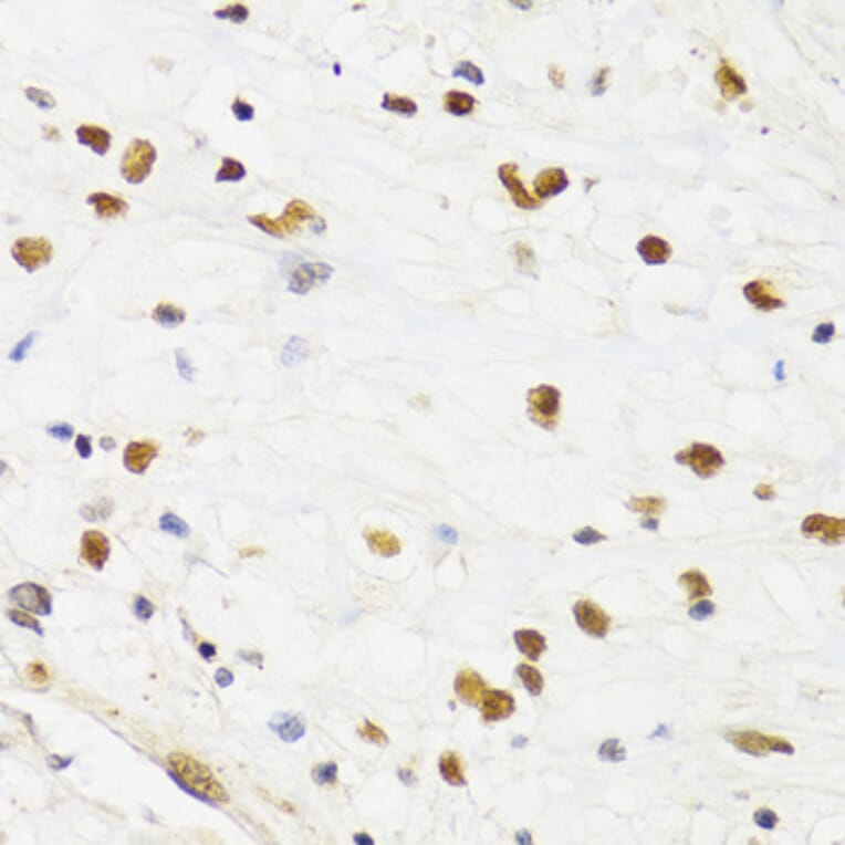 Immunohistochemistry - Anti-SUMO2 Antibody (A2486) - Antibodies.com