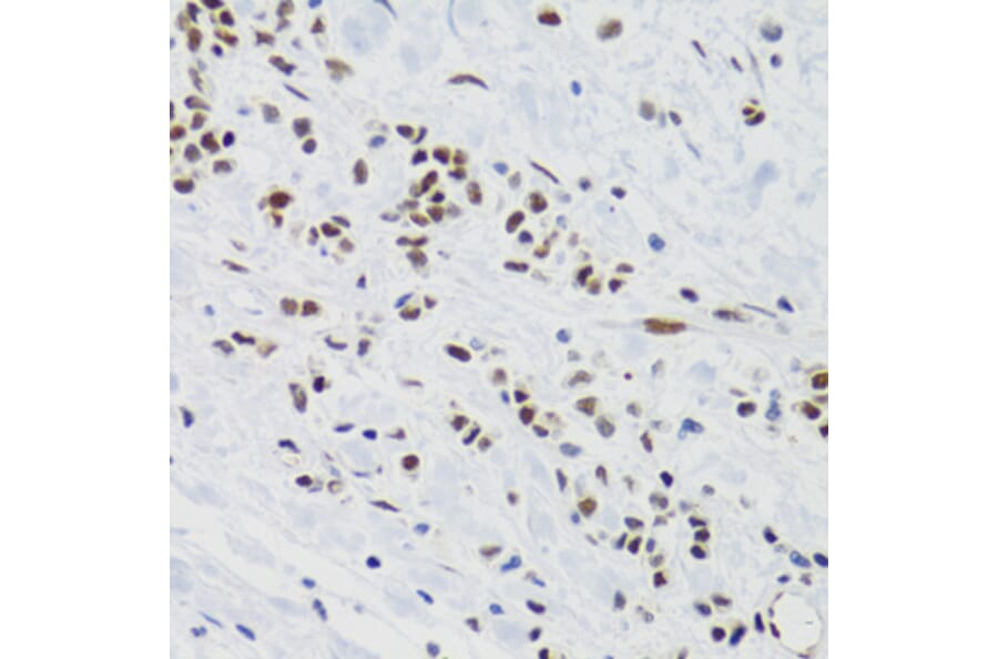 Immunohistochemistry - Anti-SUMO2 Antibody (A2486) - Antibodies.com