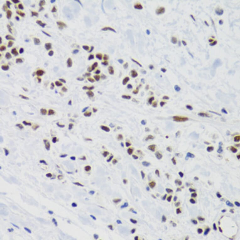 Immunohistochemistry - Anti-SUMO2 Antibody (A2486) - Antibodies.com