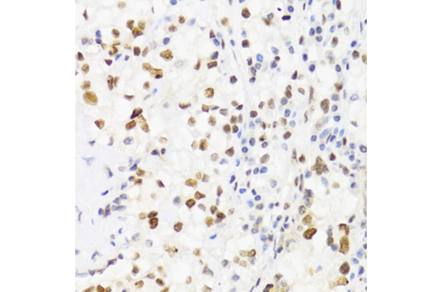 Immunohistochemistry - Anti-SUMO2 Antibody (A2486) - Antibodies.com