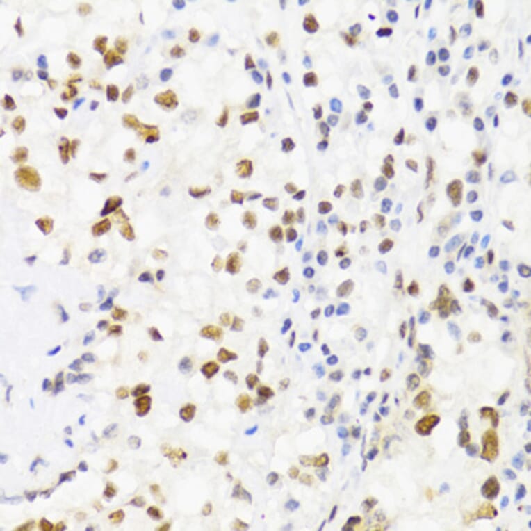 Immunohistochemistry - Anti-SUMO2 Antibody (A2486) - Antibodies.com