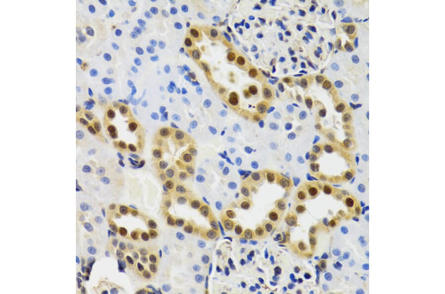 Immunohistochemistry - Anti-SUMO2 Antibody (A2486) - Antibodies.com