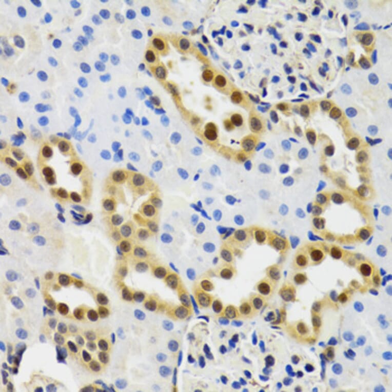 Immunohistochemistry - Anti-SUMO2 Antibody (A2486) - Antibodies.com