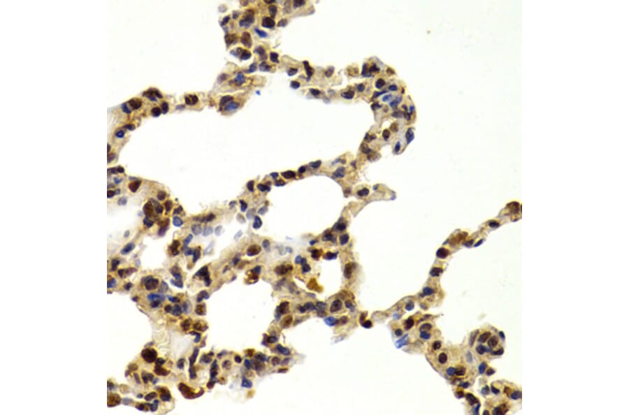 Immunohistochemistry - Anti-SUMO2 Antibody (A2486) - Antibodies.com